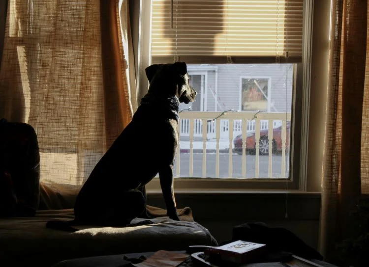 A dog looking out of a window