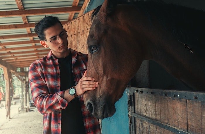 A man stroking horse in equine therapy