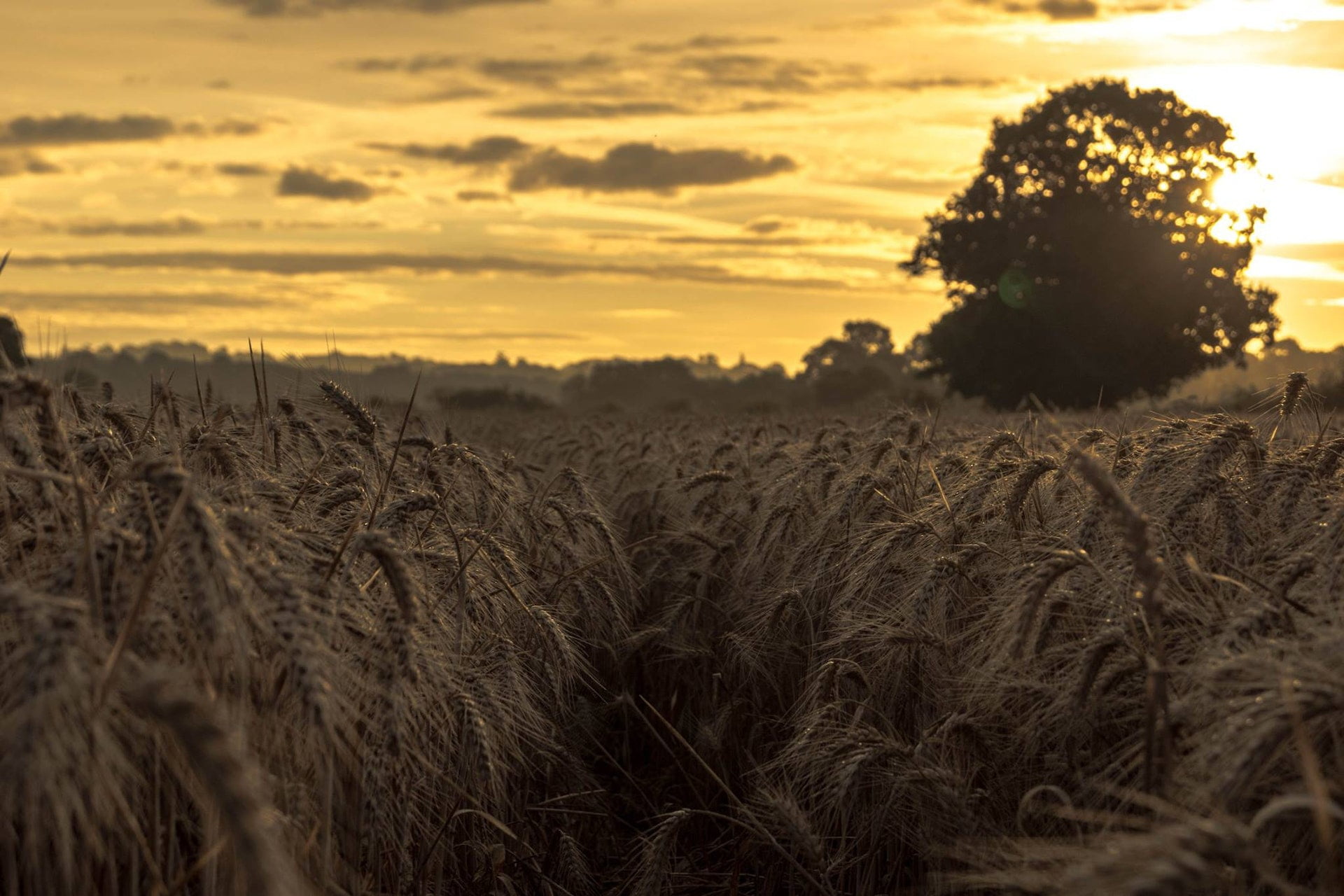 West Sussex (a wheat field at sunset)