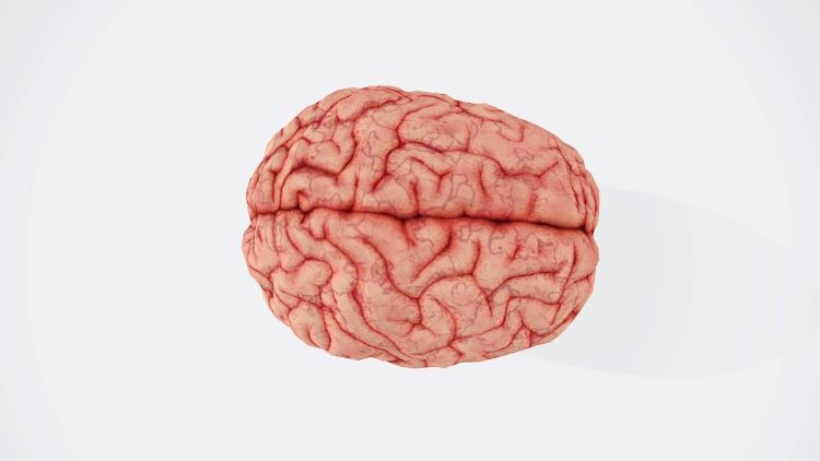 A brain