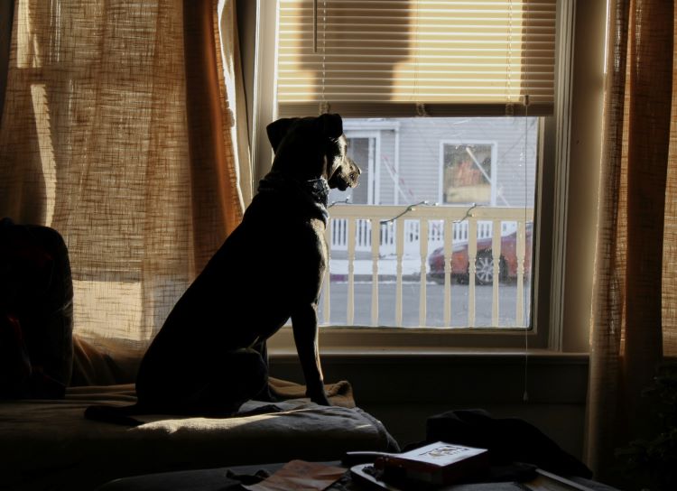 A dog looking out of a window at home