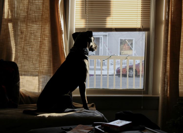 A dog looking out of a window at home