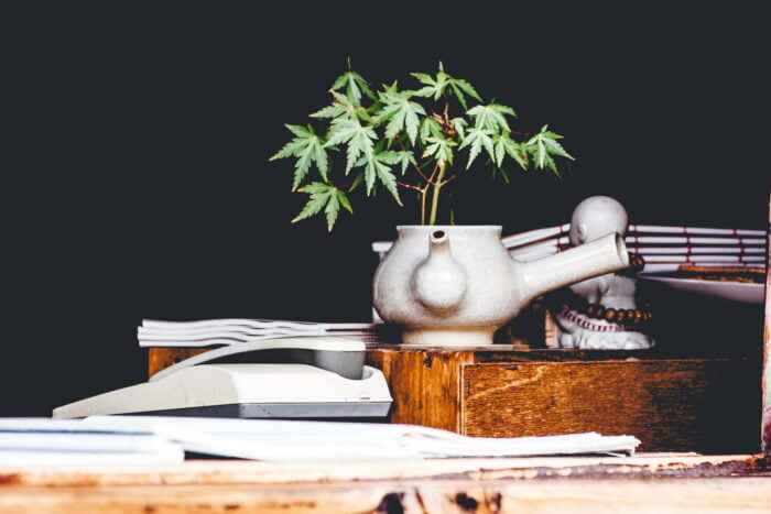 A cannabis plant in a pot