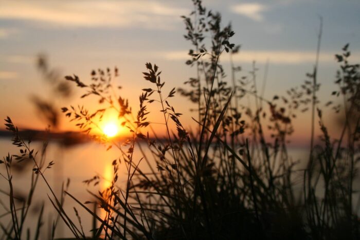 Sunset through long grass