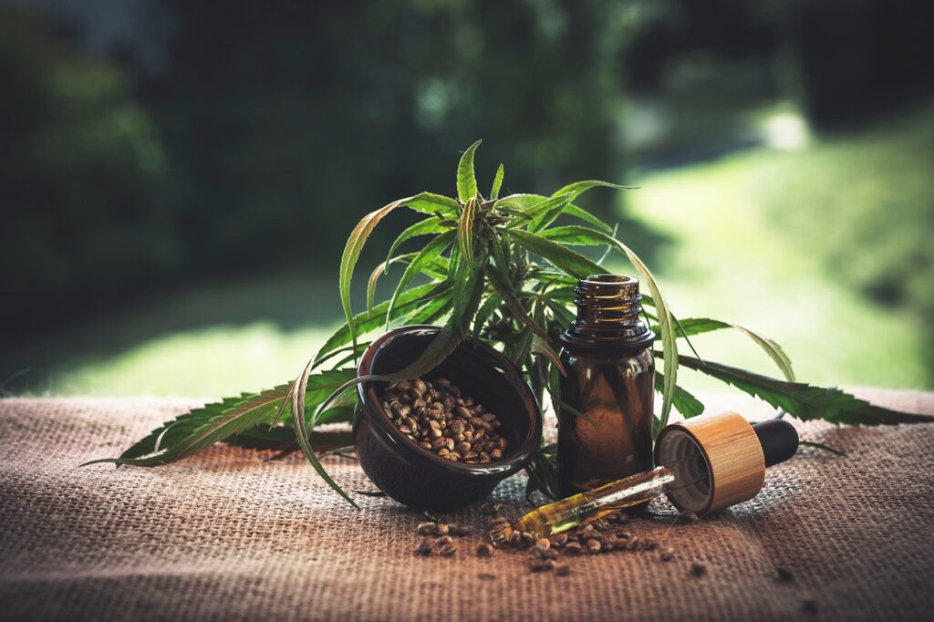 cannabis oil and plant