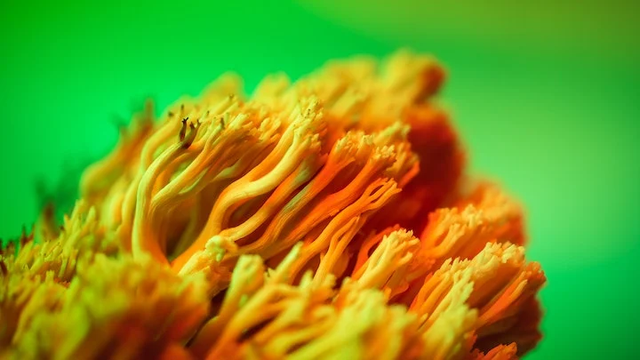 LSD 8