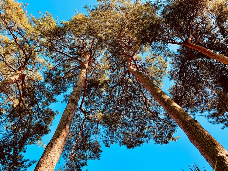 Trees and a blue sky in Burgess Hill