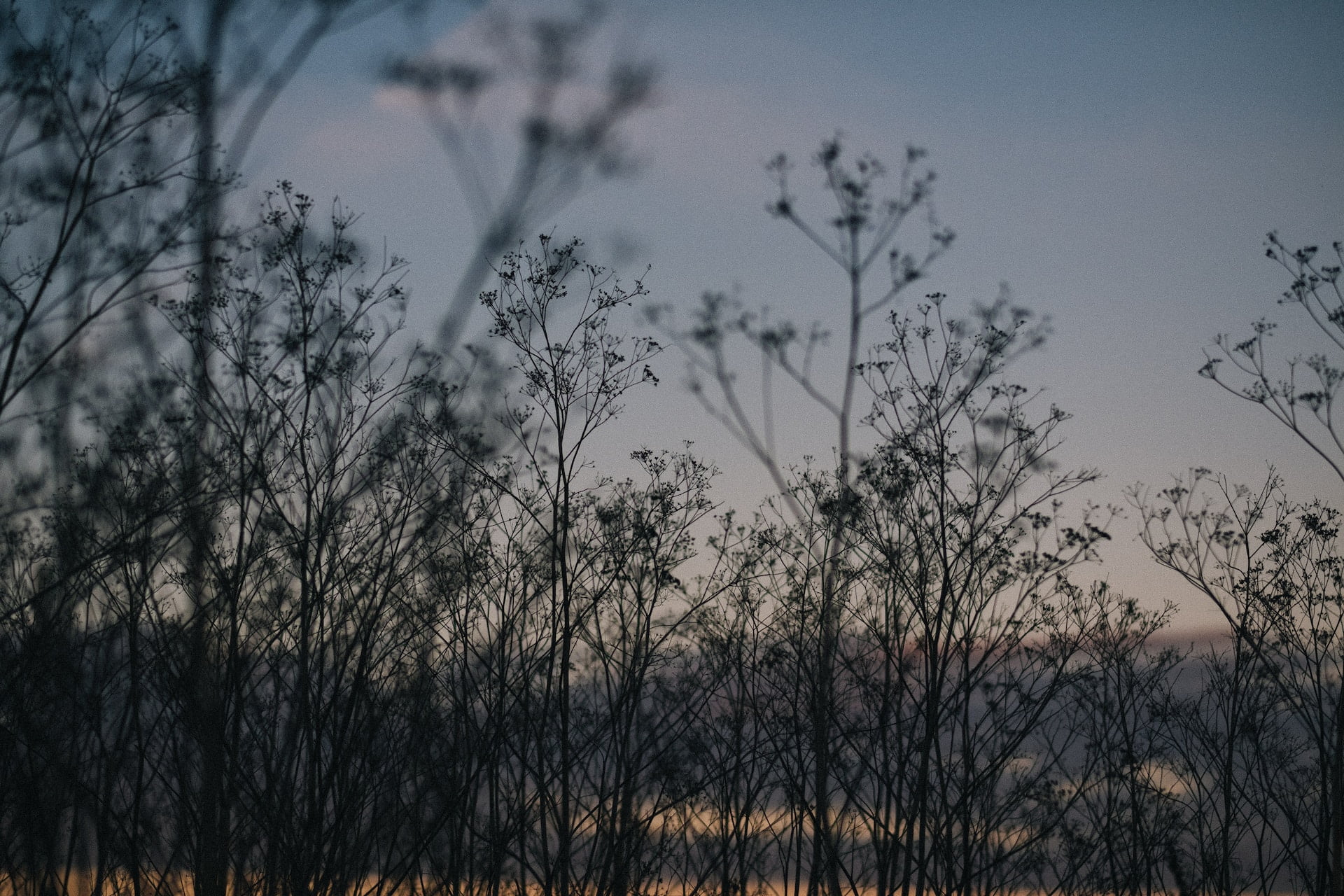 Small flowers silhouetted against a dusk sky at drug and alcohol rehab in Lancashire