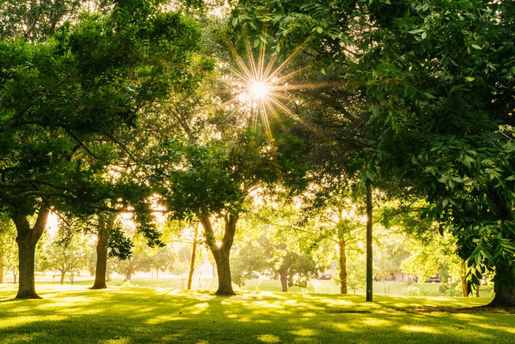 Sun shining through the trees in Darwen