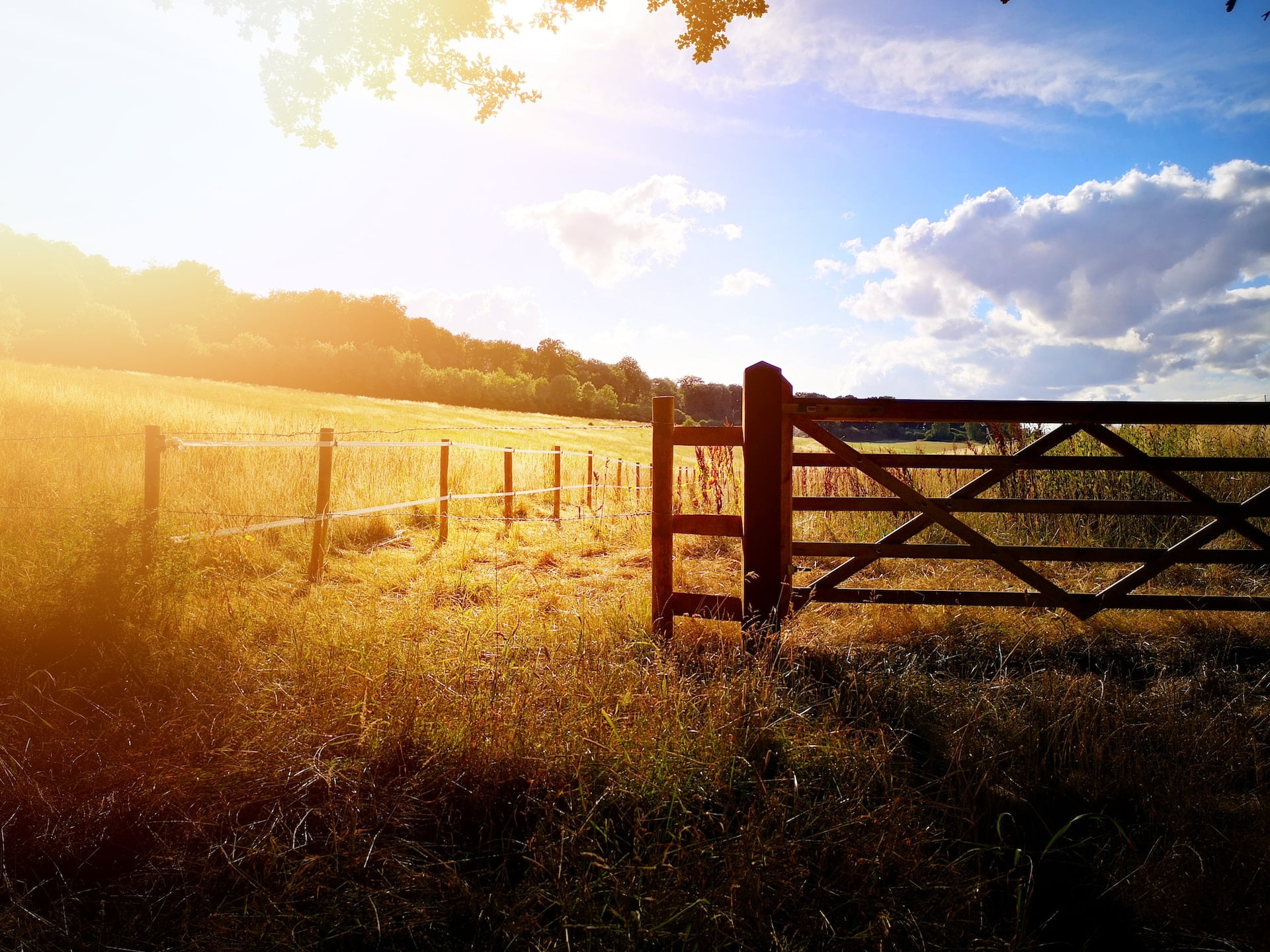 Fields and a fence