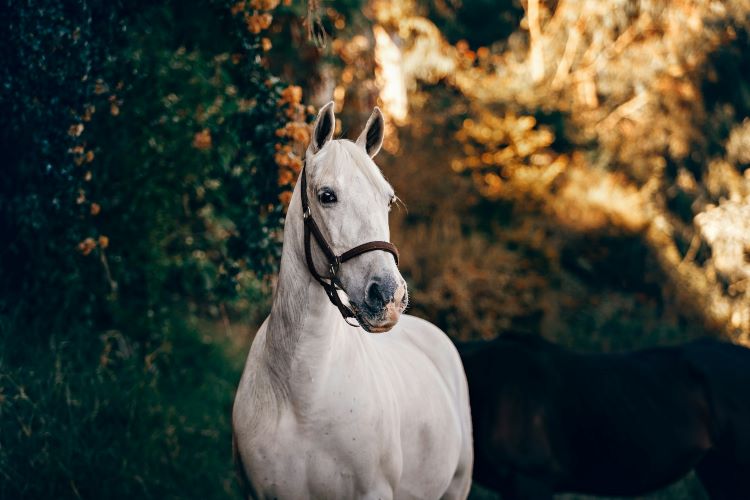 A horse at equine therapy for addiction